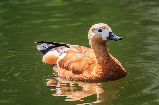 Ruddy Shelduck, or red duck, lat. Tadorna ferruginea, swimming on a lake. It is waterfowl family of ducks, similar to the common. The bird has a orange-brown plumage with a lighter head.