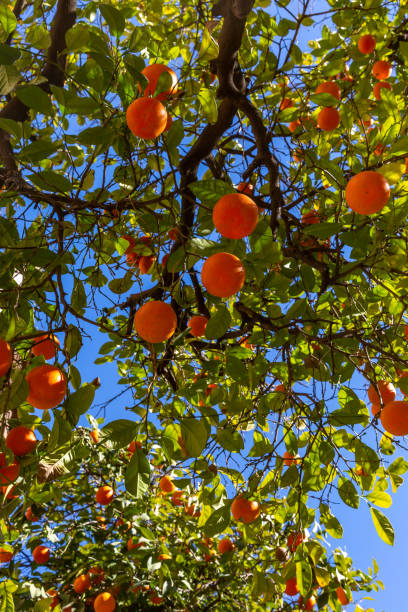 istock A low angle view of seville oranges ripe on a tree, with a blue sky behind 1466470410
