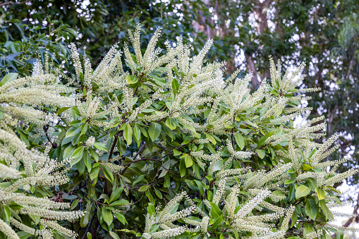 The pussy-willow in bloom. Soft spring lumps bloom on a young willow bush.