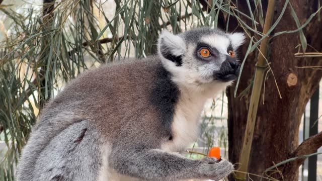Adorable and cute lemur sits and eats carrots with great pleasure.