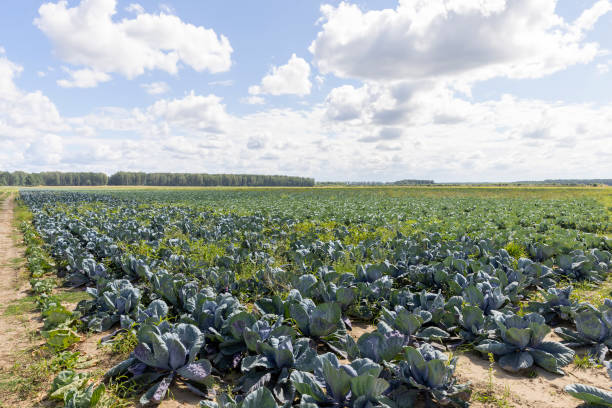 istock A field with a cabbage harvest in the summer season 1466473932