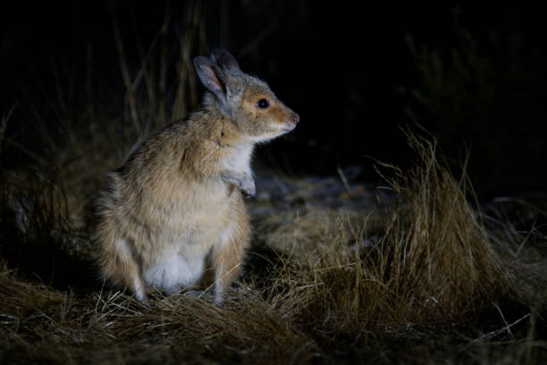 istock Brown or Rufous Hare-wallaby - Lagorchestes hirsutus also called mala, small marsupial macropod in Australia on Bernier and Dorre Island and Dryandra woodland reserve. 1466474210
