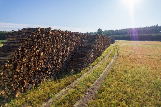 Pine tree trunks, timber industry. Cut down trees stacked in one heap in the morning sun. stock photo