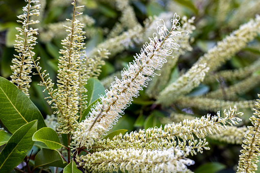 Closeup native white curl flowers, Ivory Curl Tree flowers, Buckinghamia Celsissima, background with copy space, full frame horizontal composition