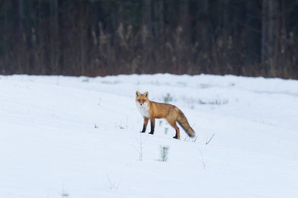 istock Red fox (vulpes vulpes) standing in the snow in winter. 1466476595