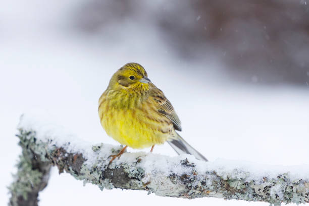 istock Yellowhammer (Emberiza citrinella) sitting on a branch in snowfall in winter. 1466476608