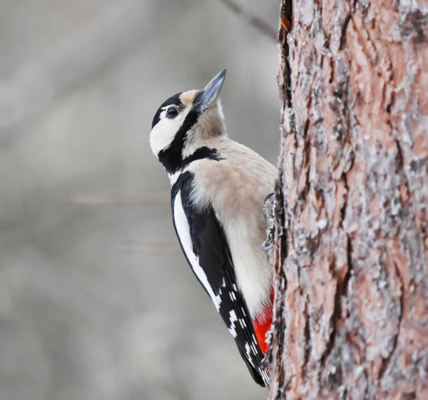 istock Great spotted woodpecker (Dendrocopos major) looking for food in winter. 1466476610