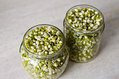 Full jars of sprouted mung beans for a healthy diet. Top view, selective focus on the bottom can