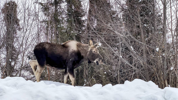 istock Young male moose eating willow branches in winter in Alaska 1466478476