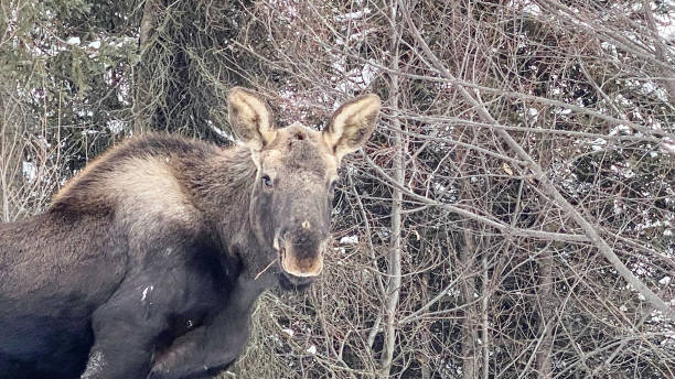 istock Young male moose eating willow branches in winter in Alaska 1466478745