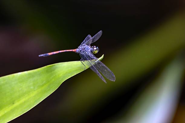 istock Scarlet grenadier dragonfly, Lathrecista asiatica, on a leaf 1466480404