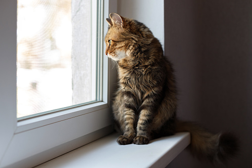 Brown tabby cat feels the wind