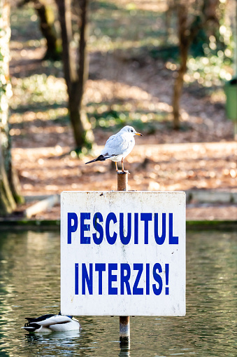 Small gull sitting on a fishing forbidden doing exactly the oposite