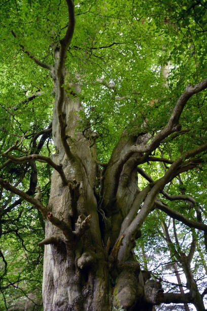 istock A wild tree with a thick trunk and twisted branches growing in the forest. View from below 1466487076