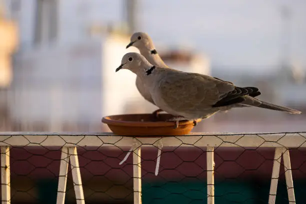 Collared dove eating in city feeder.