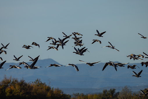 These gooses arrive at the wetlands of the south before winter to be more comfortable with the temperature and food.
