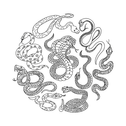Snakes Doodle Set. Vector illustration. The illustration shows a collection of snake drawings arranged in a circular composition with a cobra in the center. The circular arrangement of snakes creates a sense of movement and balance in the overall design.