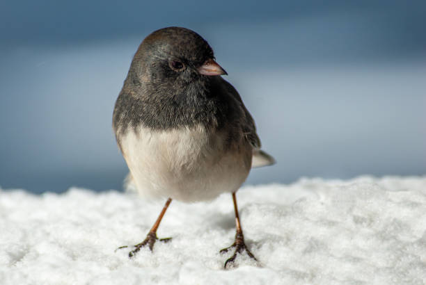 istock Dark Eyed Junco Standing in the Snow 1466493071