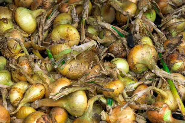 Photo of A good crop of onions in a box.