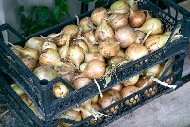 Photo of A good crop of onions in a box.