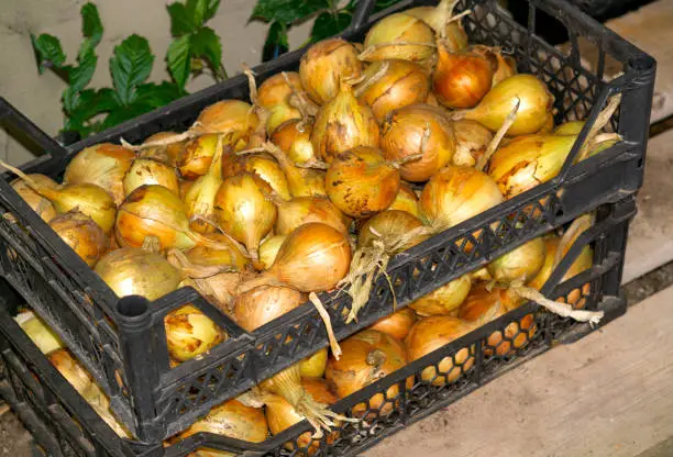 Photo of A good crop of onions in a box.