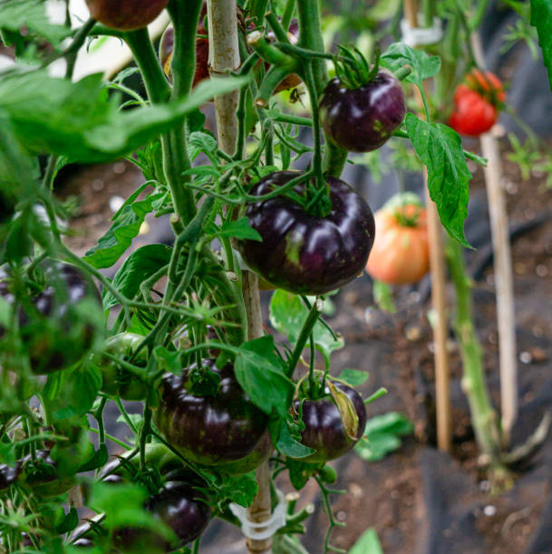 istock Black tomatoes ripen on a branch in a greenhouse. 1466494004