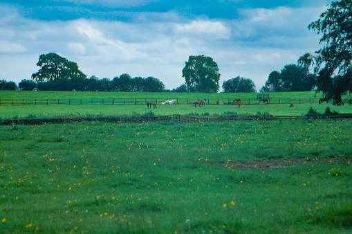 1980s old Positive Film scanned, Horses at the Irish National Stud & Gardens, County Kildare, Ireland.