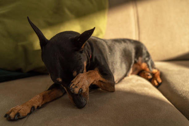 istock Miniature pinscher, black and tan, lying on the couch rubbing his muzzle with his paw 1466494645