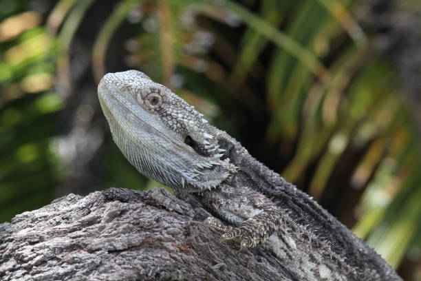 istock Eastern bearded dragon lizard reptile sitting on a tree trunk 1466495020