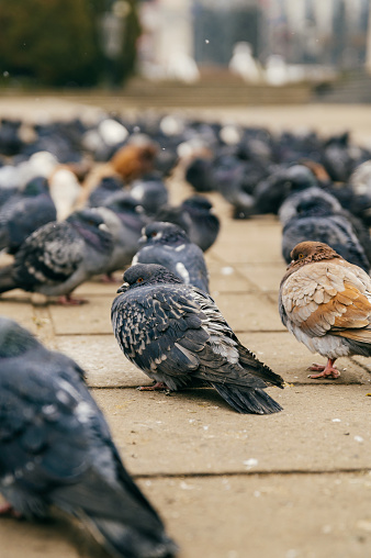 Vertical shot of some shrivelling pigeons standing on some park pavement on a cold day.