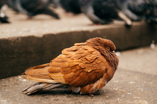 Side view shot of a cute brown shrivelling pigeon standing alone on stairs on a cold day.