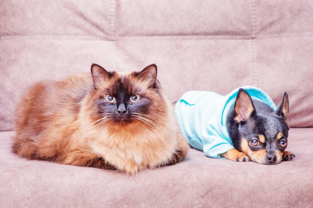 A cat and a dog on the couch. Neva Masquerade and Chihuahua. Animals, pets. stock photo