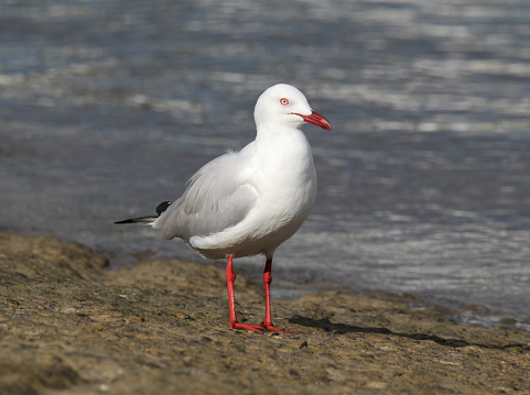 Silver gull seagull bird standing on a boat ramp next to the ocean