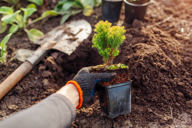 istock Planting anniek arborvitae into soil. Spherical evergreen thuja in container ready for transplanting in spring garden 1466501080