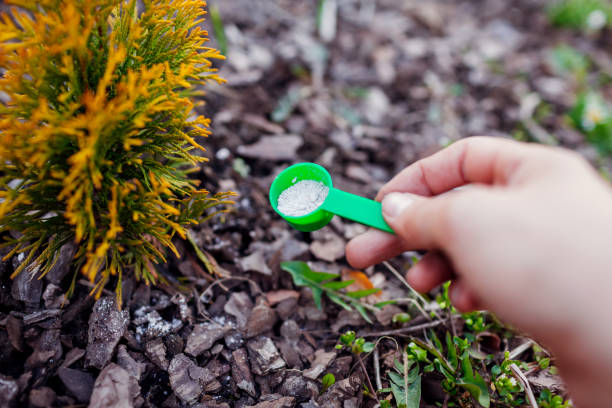 Gardener fertilizing young arborvitae in spring garden. Close up of spoon with fertilizer. Taking care of evergreen thuja plants