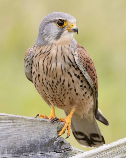 Male Kestrel Portrait A portrait of a male common kestrel perched on a fence portrait of common kestrel falco tinnunculus a bird of prey stock pictures, royalty-free photos & images