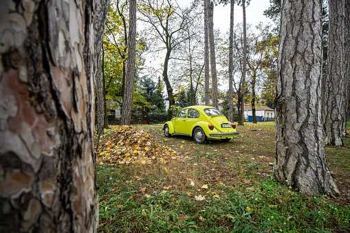 Gorgeous classic Volkswagen Beetle in bright lime color is parked among the pines at Palic, Serbia, 19.11.2022