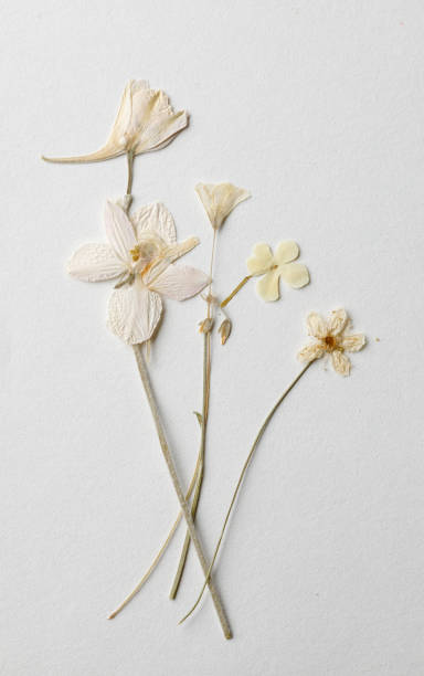 Minimalist flower decoration