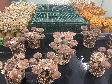 Japanese mushrooms being grown indoors.