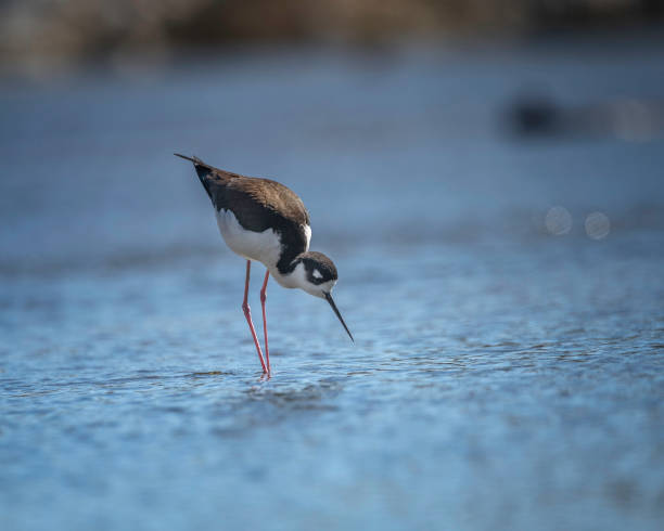 istock Black-Necked Stilt on the LA River 1466504912