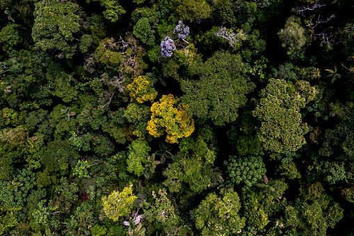 Aerial of a tropical forest, nature background with a close up of a tamburu