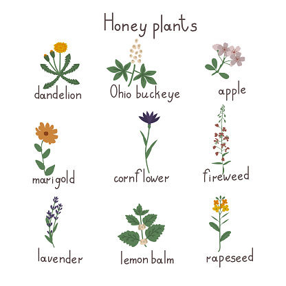 Honey plants isolated vector set