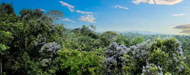 panorama aéreo deslumbrante de uma floresta tropical: um fundo natural com a árvore anillo, erisma uncinatum, floração na copa da árvore da selva - 3670 - fotografias e filmes do acervo