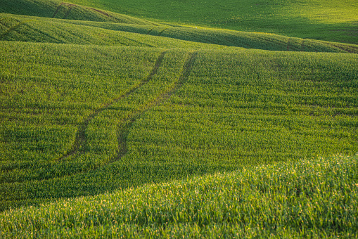 Rolling hills of wheat fields with texture