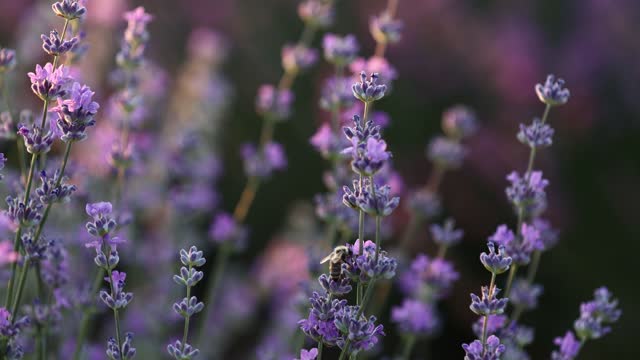 Close-up beautiful blooming lavender flowers sway in the wind. Honeybees working on lavender flowers. Blooming violet fragrant lavender flowers. Nature background