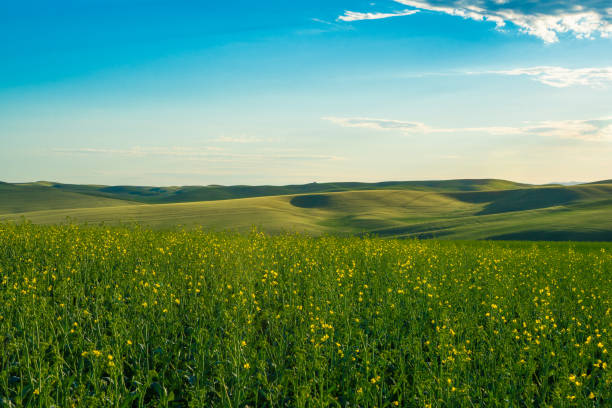 istock Landscape of wheat fields, hills and sky seen from Palouse 1466512984