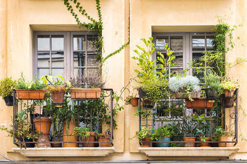 picture of windows on an old house with flower pots in Dieppe, France