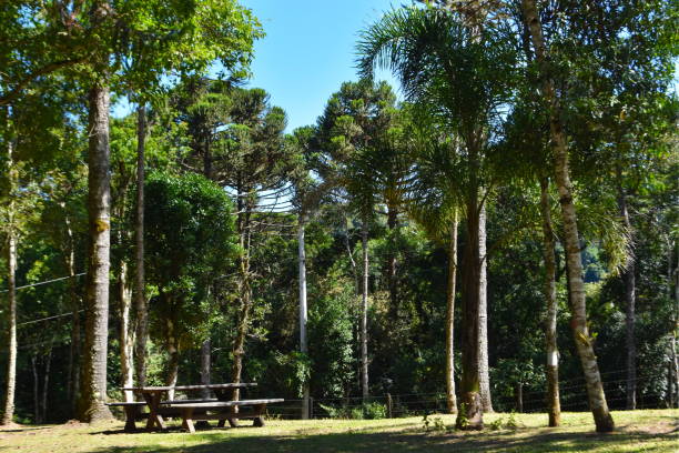 istock Santa Catarina landscape 1466517226