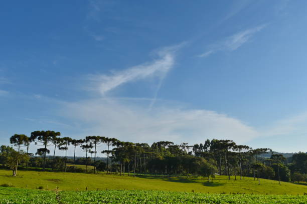 istock Santa Catarina landscape 1466517299