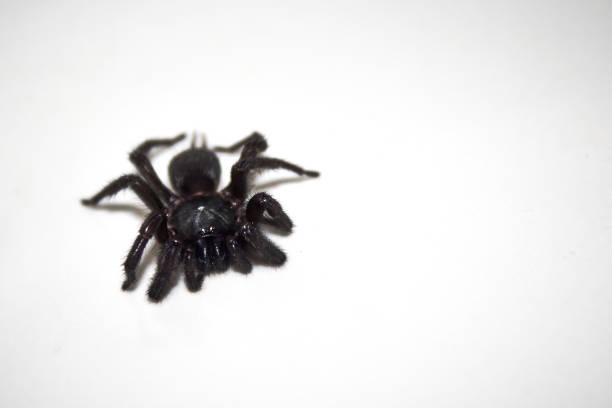 Pseudeuophrys lanigera Jumping Spider. Digitally Enhanced Photograph.